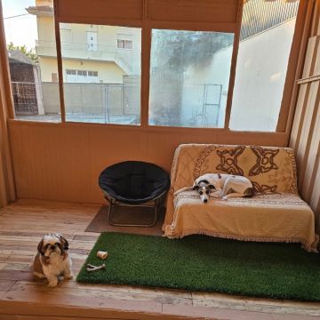 Andreia Galante - PetSitter/DogWalker - Sintra - Éducation canine - cours