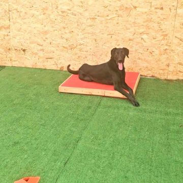 Andreia Galante - PetSitter/DogWalker - Sintra - Pension et garderie pour animaux