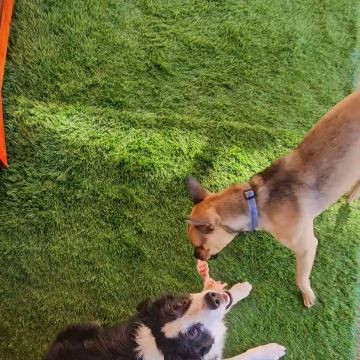 Andreia Galante - PetSitter/DogWalker - Sintra - Garde et promenade d’animaux