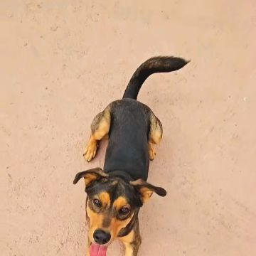 Andreia Galante - PetSitter/DogWalker - Sintra - Pension pour chiens