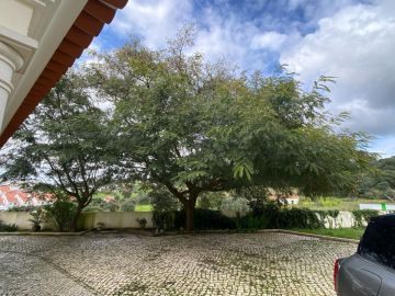 Tree Trimming and Maintenance - Lawncare