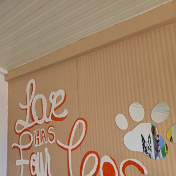 Andreia Galante - PetSitter/DogWalker - Sintra - Garderie pour chiens