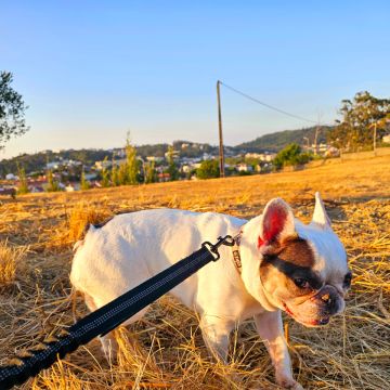 Andreia Galante - PetSitter/DogWalker - Sintra - Garde d'animaux