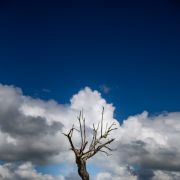 Pedro Manuel Ramalho Perdigão - Estremoz - Fotografía de negocios