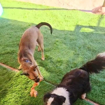 Andreia Galante - PetSitter/DogWalker - Sintra - Services pour animaux de compagnie