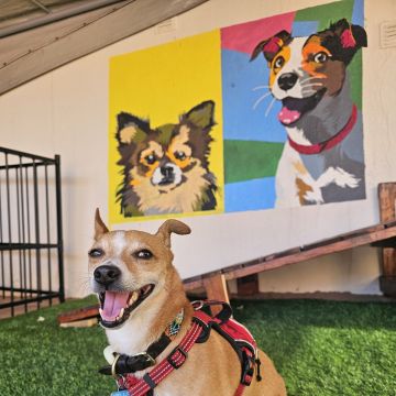 Andreia Galante - PetSitter/DogWalker - Sintra - Hôtel pour chats