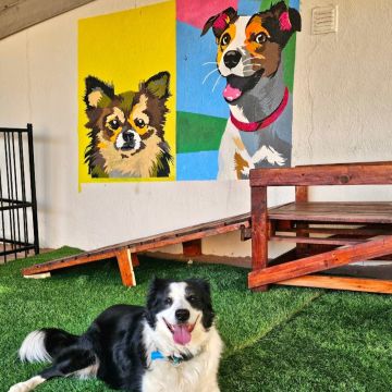 Andreia Galante - PetSitter/DogWalker - Sintra - Éducation canine