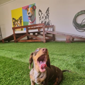 Andreia Galante - PetSitter/DogWalker - Sintra - Garde de chat