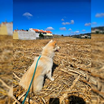 Andreia Galante - PetSitter/DogWalker - Sintra - Garde de chiens