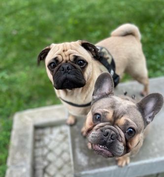 Hotel para Cães
