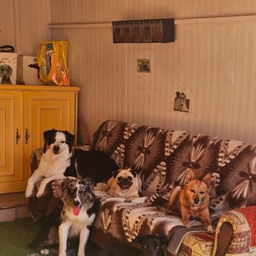 Andreia Galante - PetSitter/DogWalker - Sintra - Dog Hotel