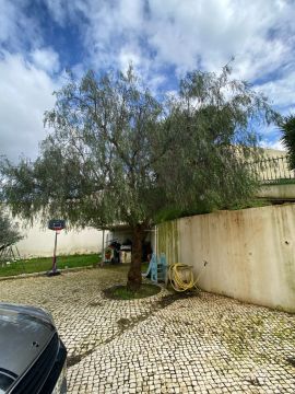 Tree Trimmer - Home Improvements