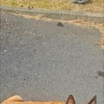 Andreia Galante - PetSitter/DogWalker - Sintra - Hôtel pour chats