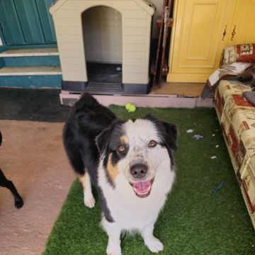 Andreia Galante - PetSitter/DogWalker - Sintra - Pet Sitting and Walking
