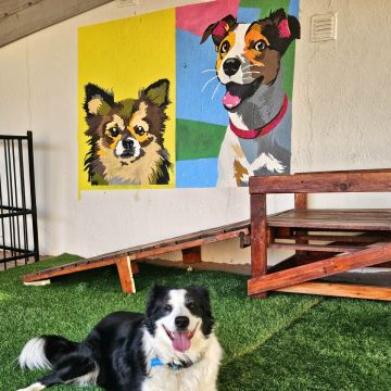 Andreia Galante - PetSitter/DogWalker - Sintra - Garderie pour chiens