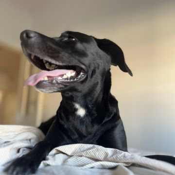 Tia Malu - Lisboa - Hundeausführung