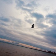 Chapeco - Loures - Fotografia de Natureza