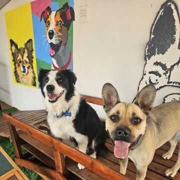 Andreia Galante - PetSitter/DogWalker - Sintra - Services pour animaux de compagnie