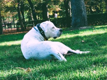 House Sitting e Gestão de Propriedades