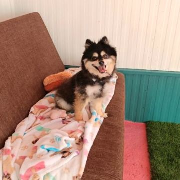Andreia Galante - PetSitter/DogWalker - Sintra - Garde d'animaux