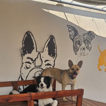Andreia Galante - PetSitter/DogWalker - Sintra - Promenade de chiens
