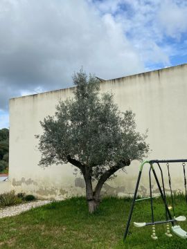 Tree Trimmer