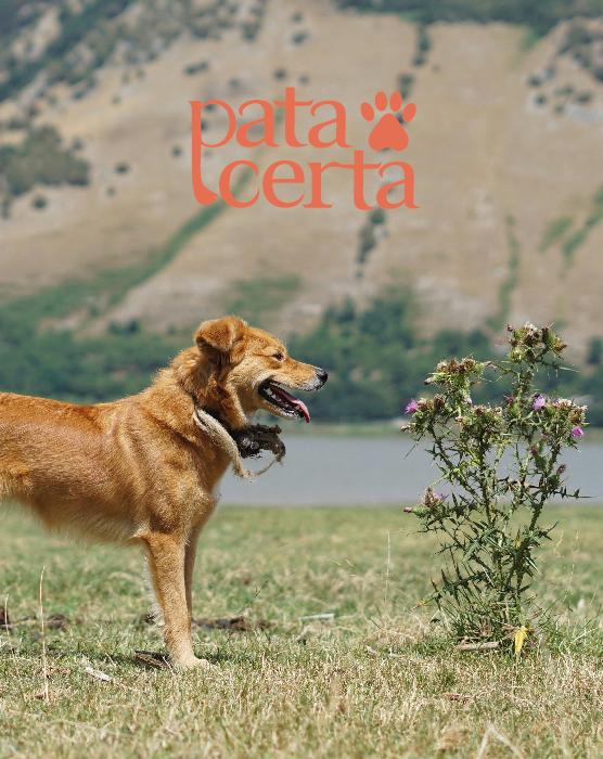 Pata Certa - Almada - Dog Walking