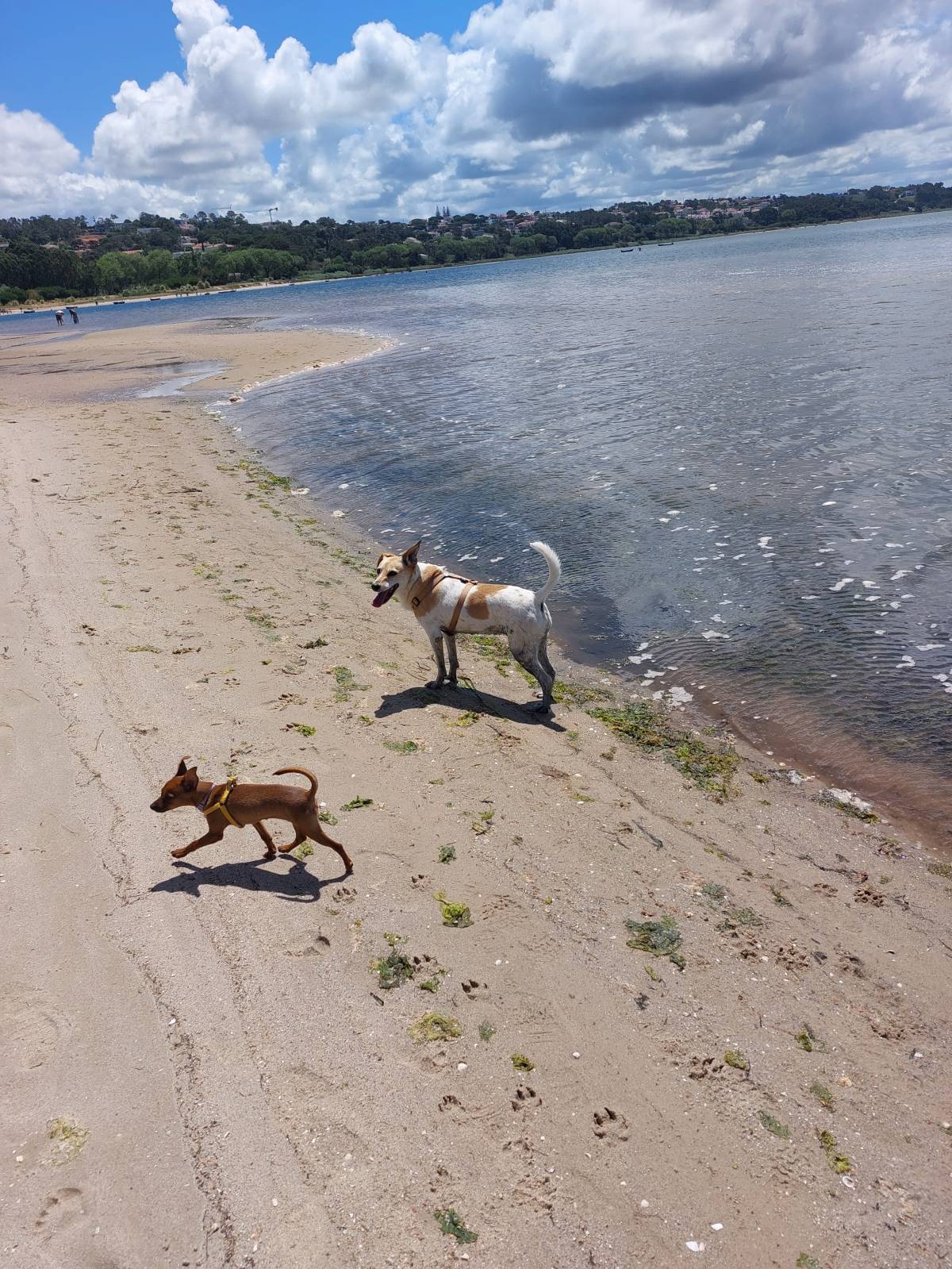 Rita Eusébio - Lisboa - Dog Walking