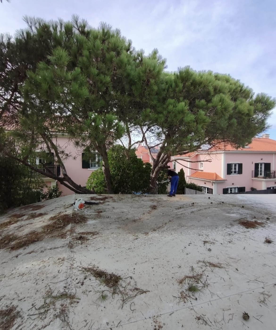 Ms Jardins LTDA - Cascais - Entretien de pelouse