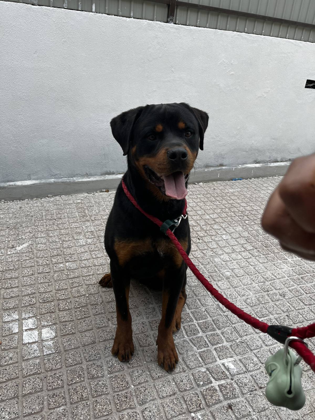 Joao Marto - Odivelas - Treino de Cães
