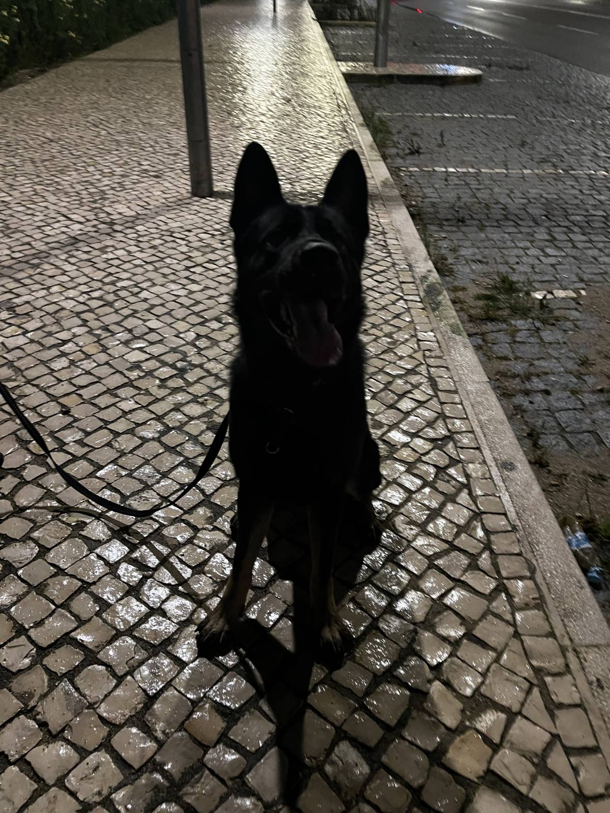Joao Marto - Odivelas - Treino de Cães - Aulas