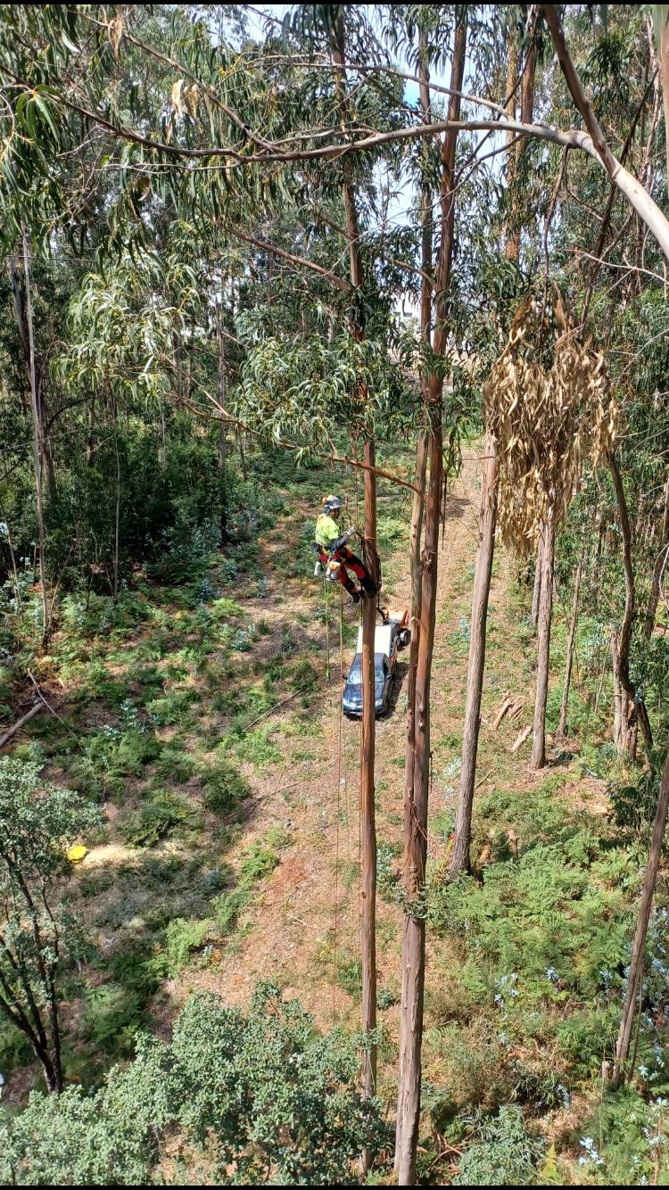 Vertical Nine - Almada - Tree Stump Grinding and Removal