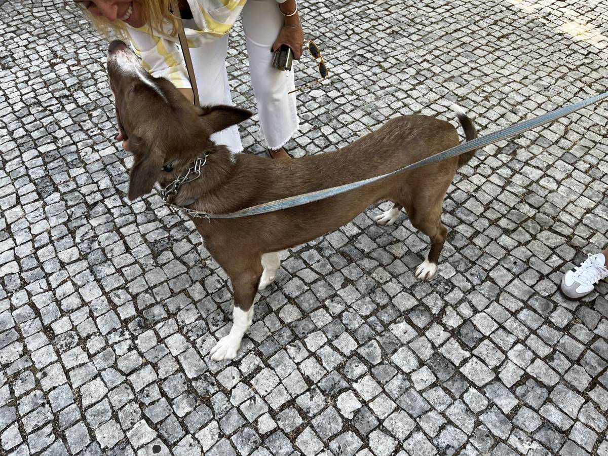 Joao Marto - Odivelas - Treino Animal e Modificação Comportamental (Não-canino)
