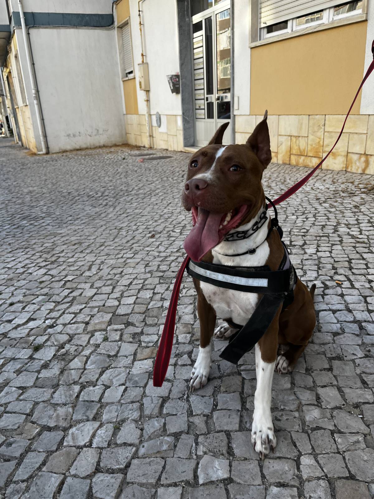 Joao Marto - Odivelas - Treino de Animais