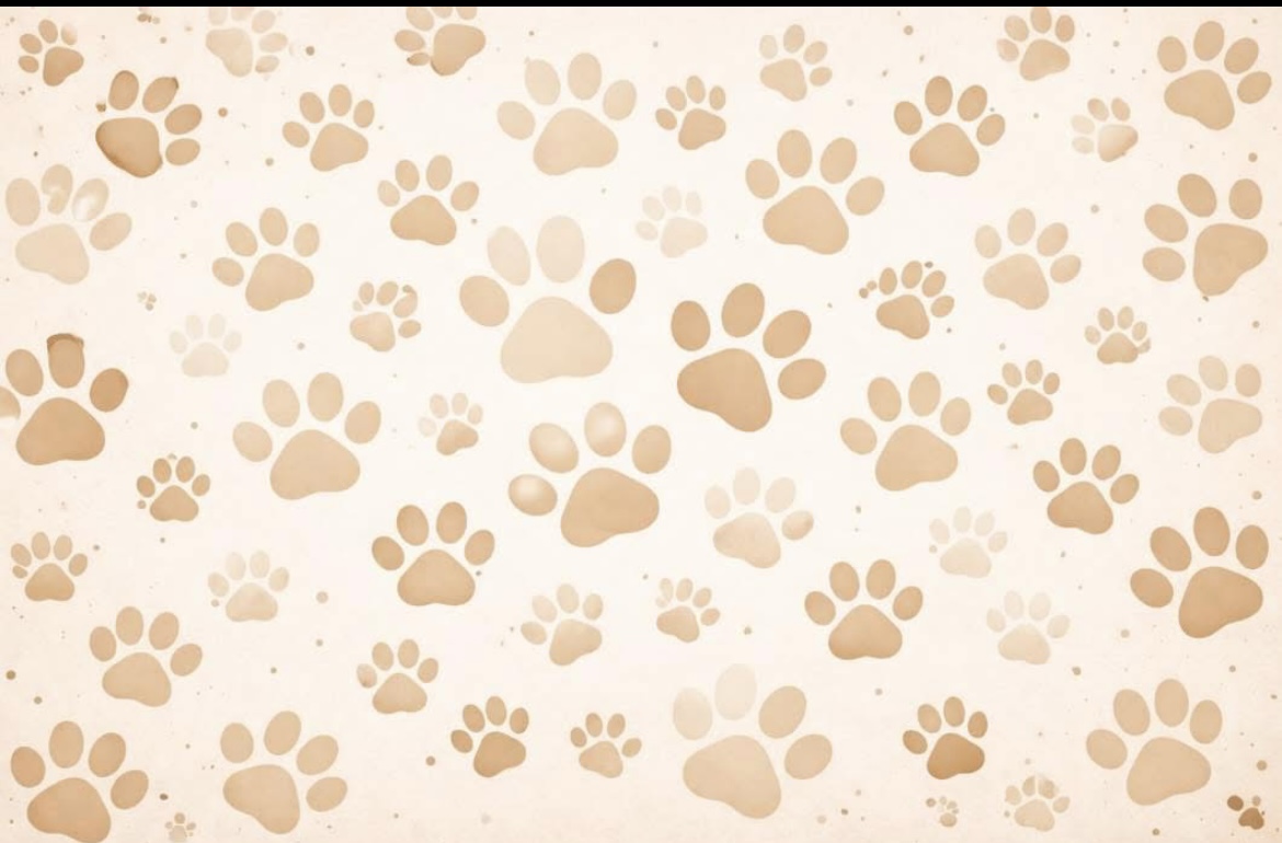 4paws.oflove - Tondela - Katzensitter