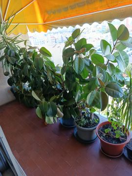 Gartenarbeit