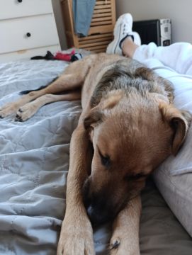 Hotel para Cães