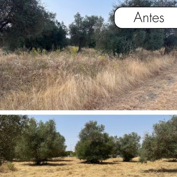 Vall Solutions - Sintra - Limpeza de Propriedade