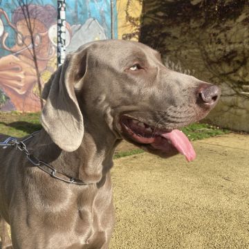Joao Marto - Odivelas - Treino Animal e Modificação Comportamental (Não-canino)