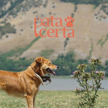 Pata Certa - Almada - Dog Walking