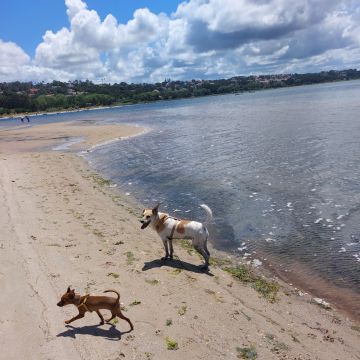 Rita Eusébio - Lisboa - Dog Walking