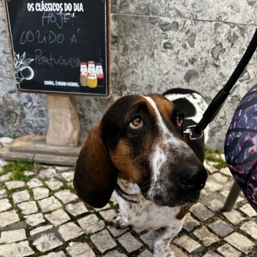 Joao Marto - Odivelas - Modificação de Comportamento Animal