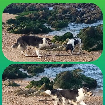 Sara - Espinho - Dog Sitting