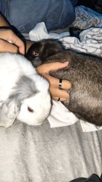 Tierpension