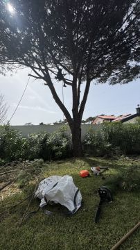 Ms Jardins LTDA - Cascais - Jardinage et pelouses