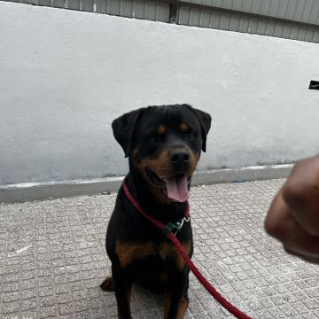 Joao Marto - Odivelas - Treino de Cães