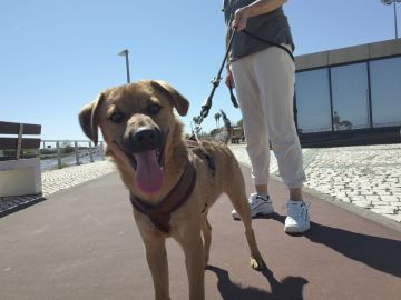 Hotel para Cães