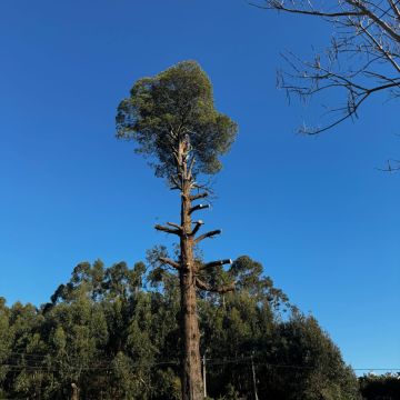 Rúben Dias - Vila Nova de Gaia - Remoção de Tronco de Árvore