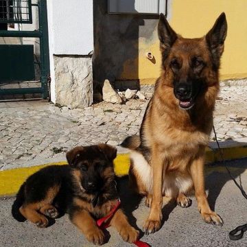Joao Marto - Loures - Treino Animal e Modificação Comportamental (Não-canino)