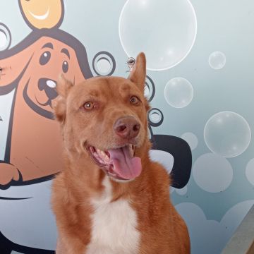 Sara - Espinho - Pet Sitting
